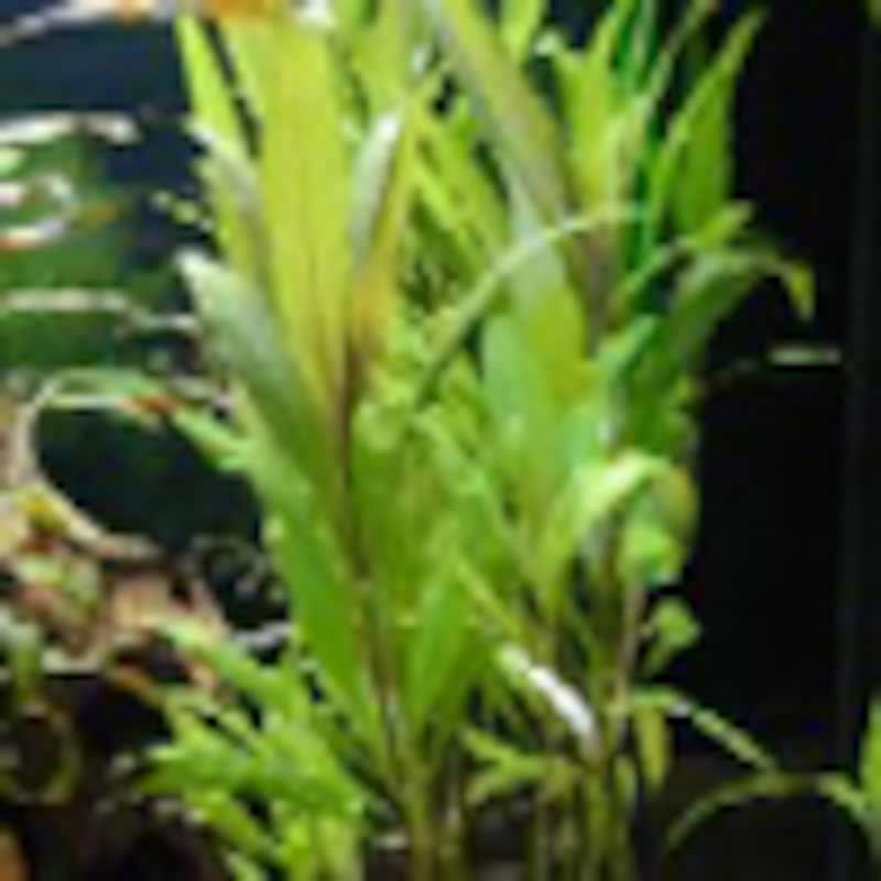 ラージリーフ・ハイグロ