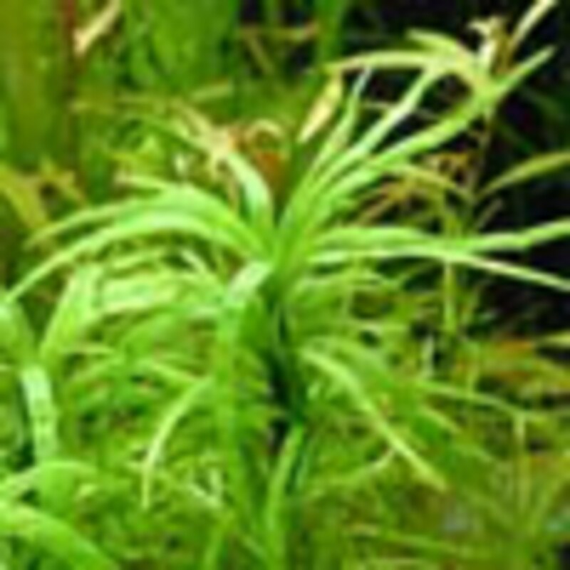 エイクホルニアsp “パンタナル”