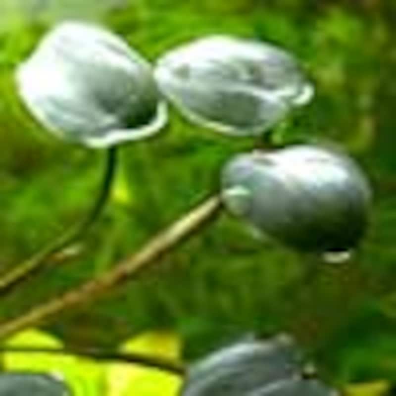 エイクホルニアsp “ナイジェリア”