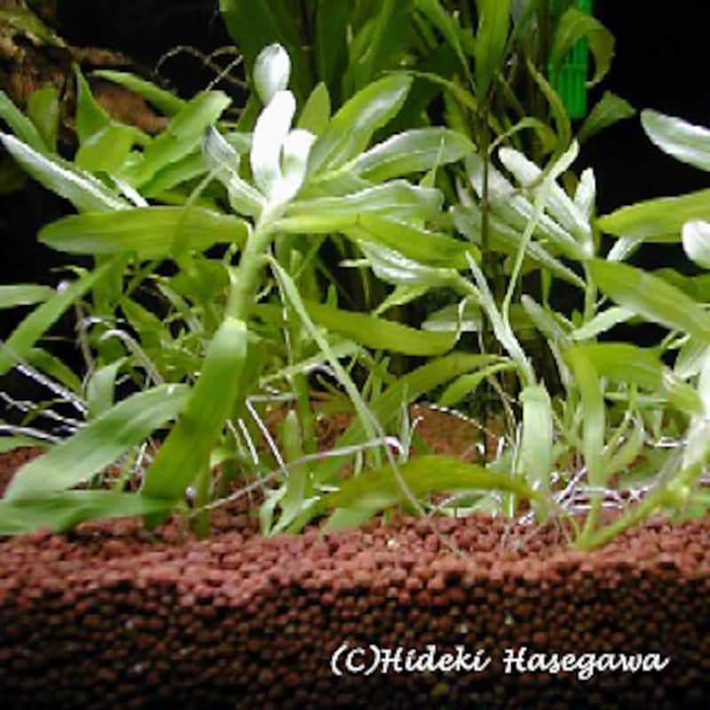 ヘテランテラ Heterathera zosterifolia