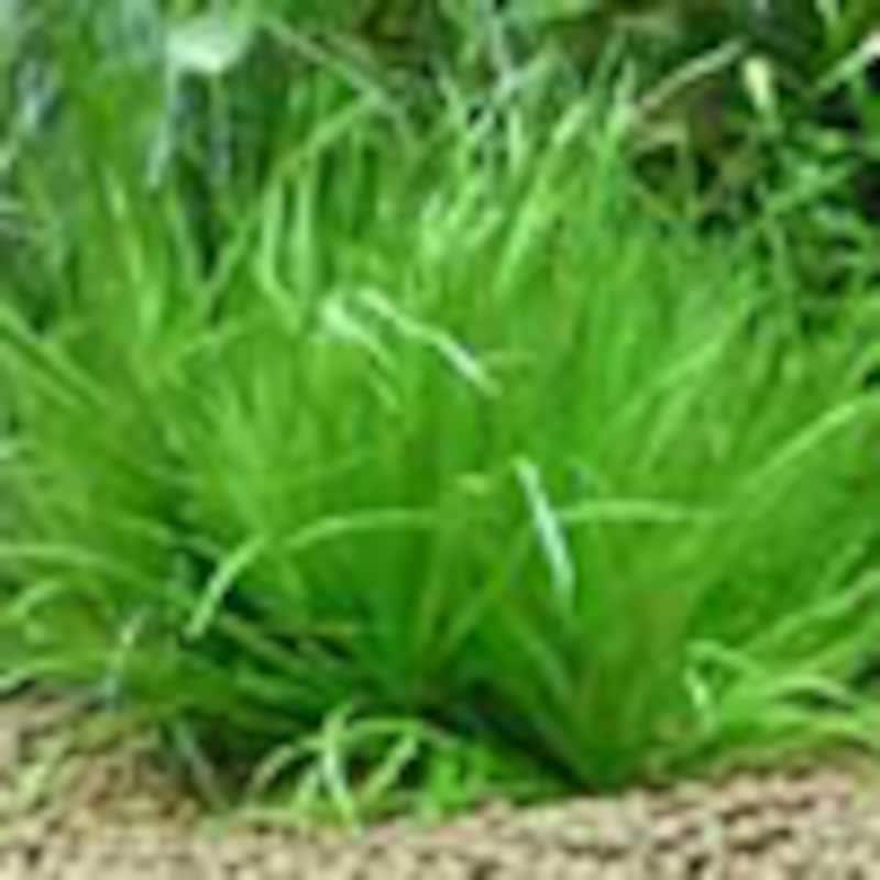 ブリクサ・ショートリーフ