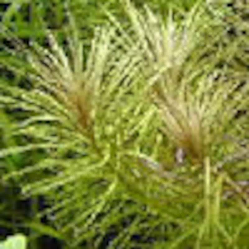 エウステラリス“ダッセン”