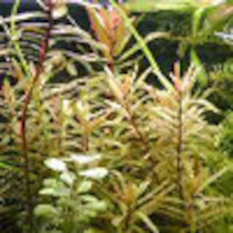 イエローアマニア