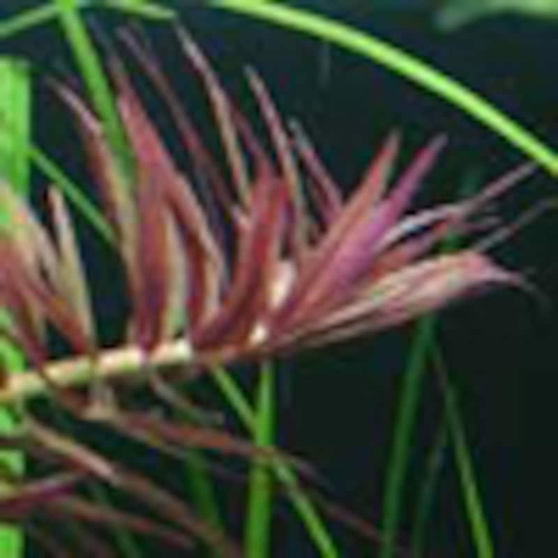 ニューオランダプラント