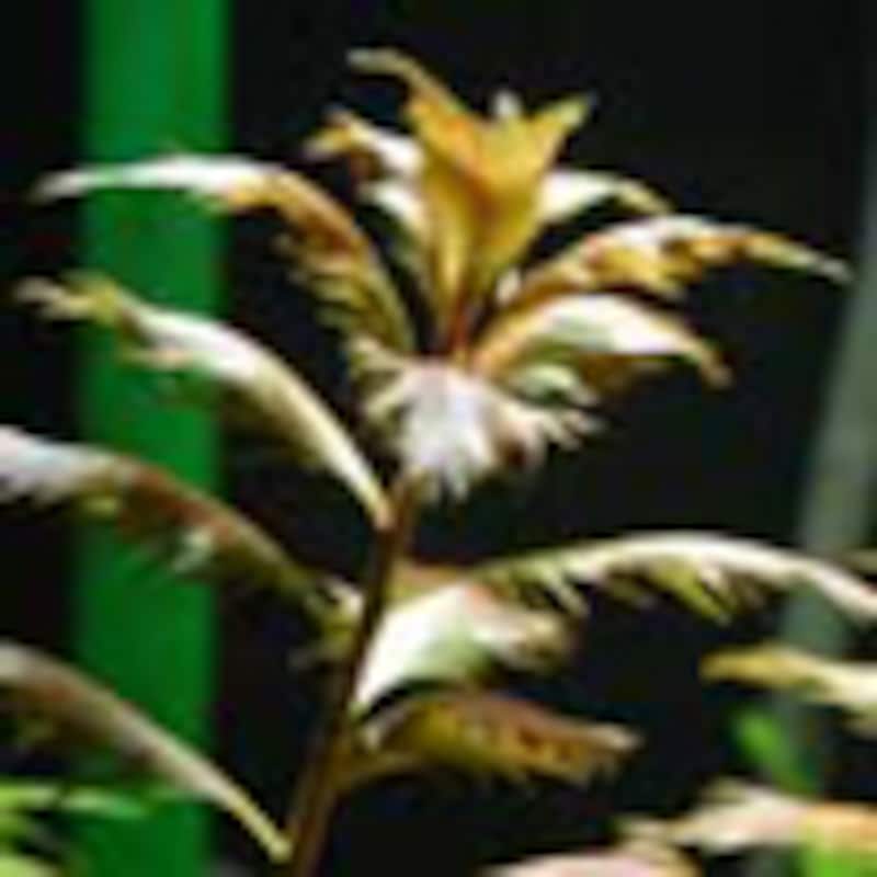 プロセルピナカ パルストリス