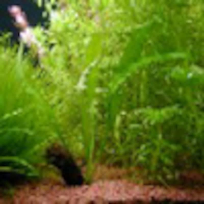 アポノゲトン・クリスプス