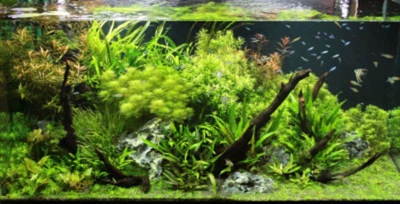 ミクロソリウムを活着させるには 水草と流木の関係 熱帯魚 All About
