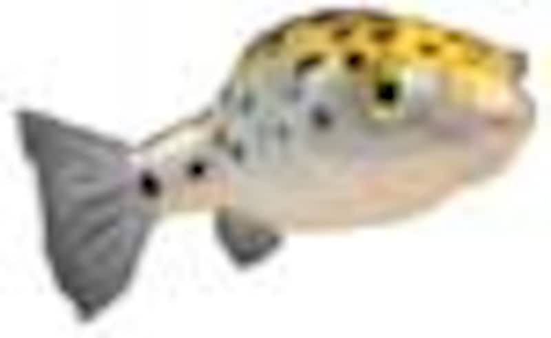 汽水魚・その他