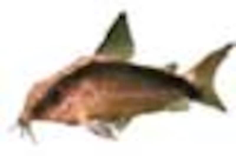 ナマズ