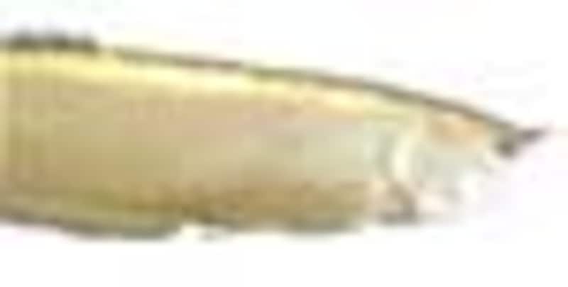 古代魚
