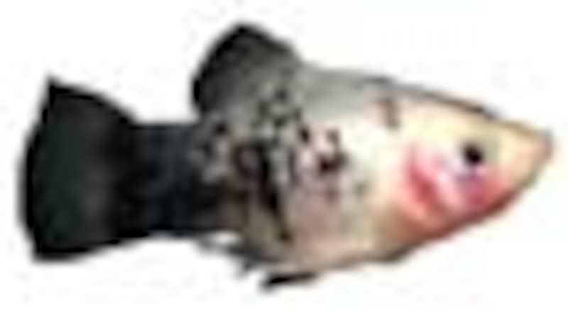 卵胎生メダカ
