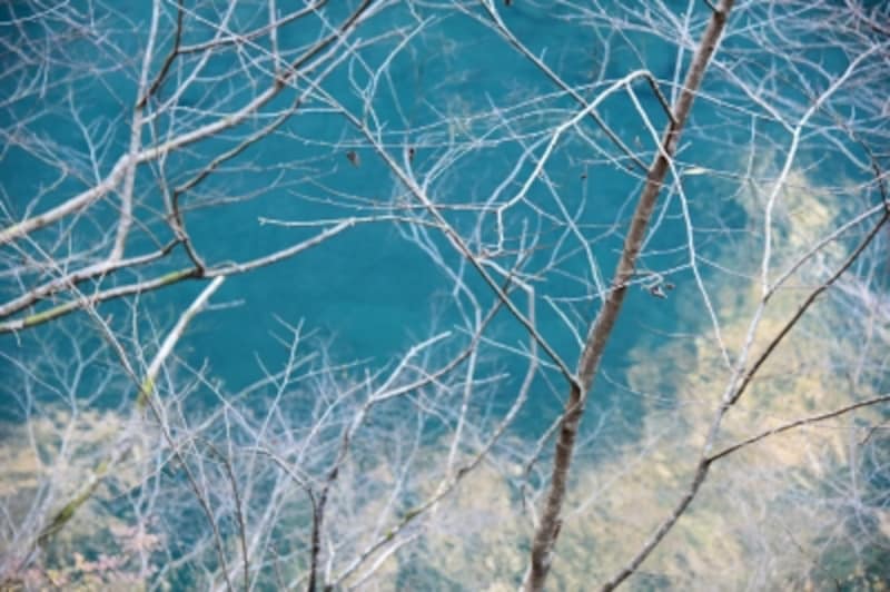 冬枯れの木々とのコントラストが美しい