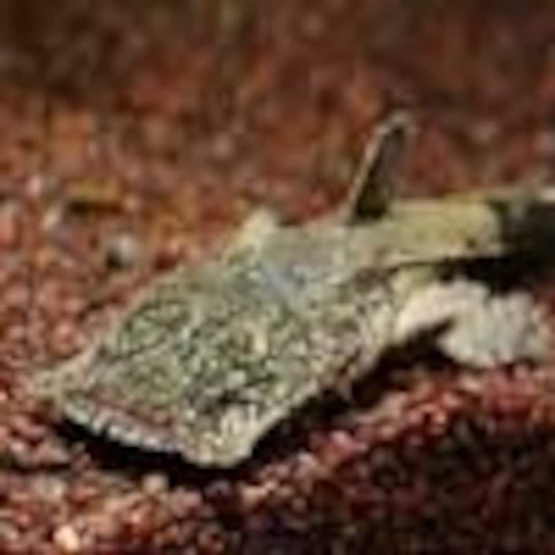 チャカ・バンカネンシス