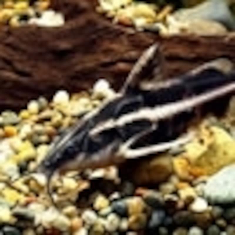 オリノコドラス・エイゲンマニ