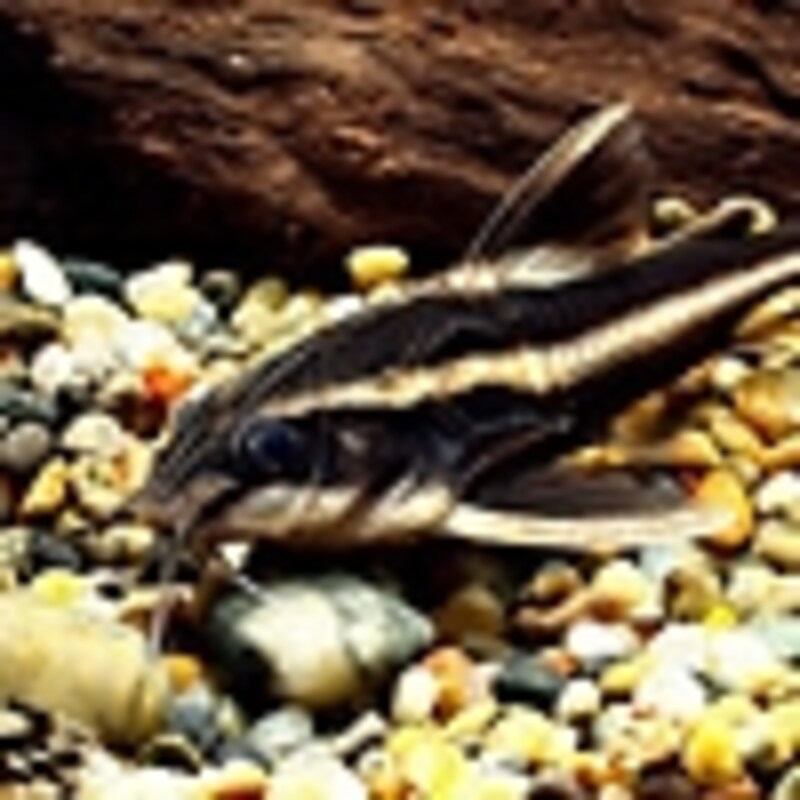 ホワイトライントーキングキャット