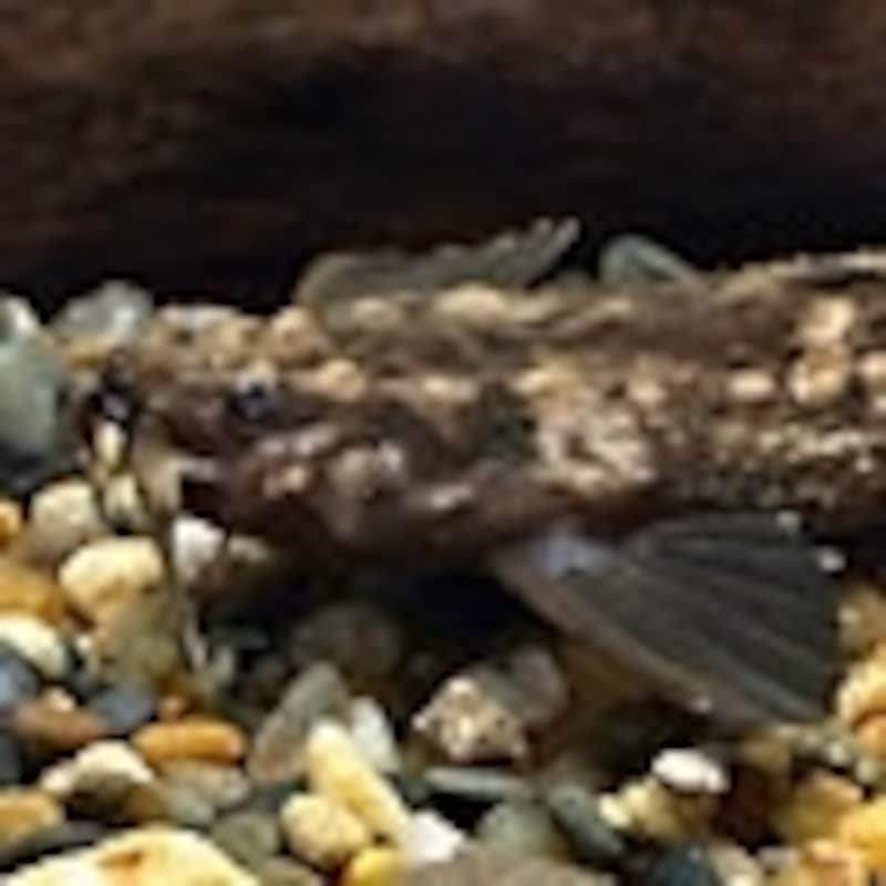 ジャイアントバンジョーキャット