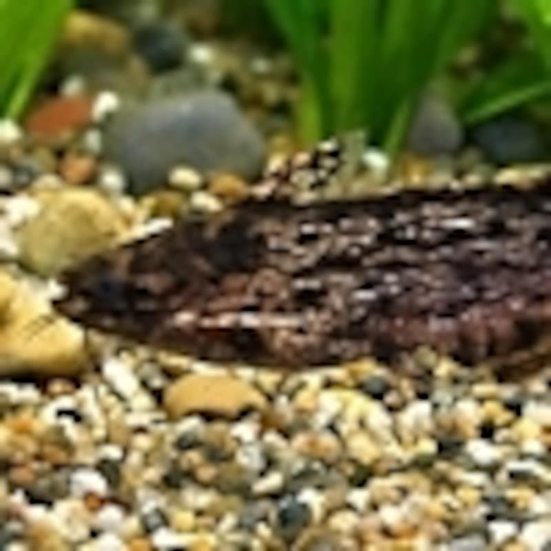 ウッドキャット