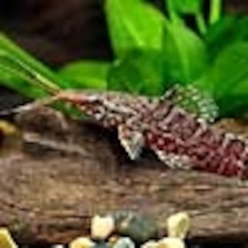 バンテッドホプロ