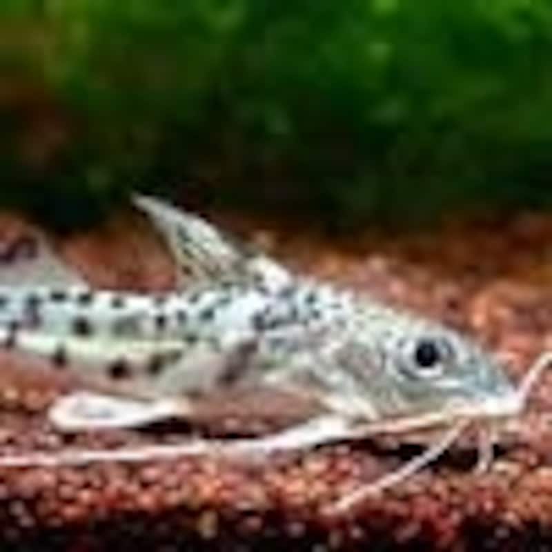 ピメロディア・ピクタス