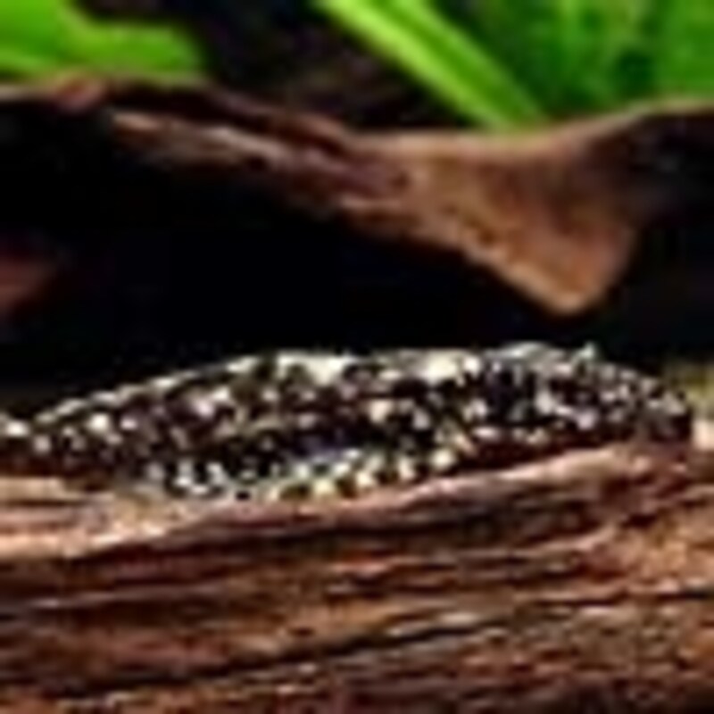 デケイセリア.sp