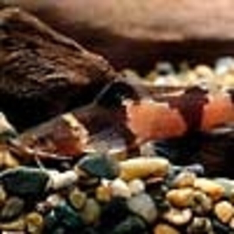 ドワーフバンブルビーキャット