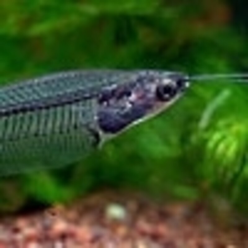 トランスルーセントグラスキャット