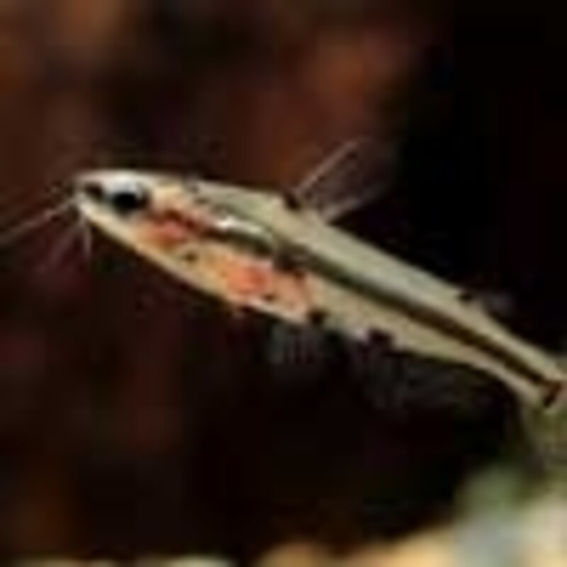 アジア・クリスタルキャット