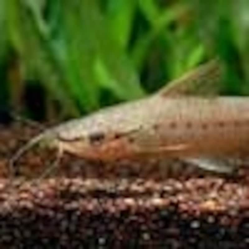 フラッグテール・ポートホールキャット