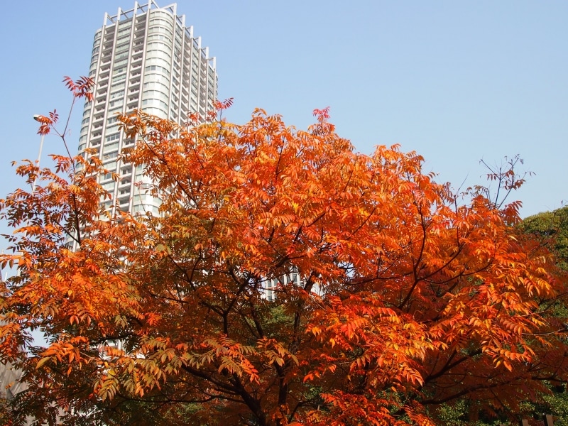 ビルと紅葉が重なり合っている素敵な景色