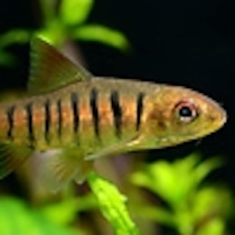 アンゴラ・バルブ