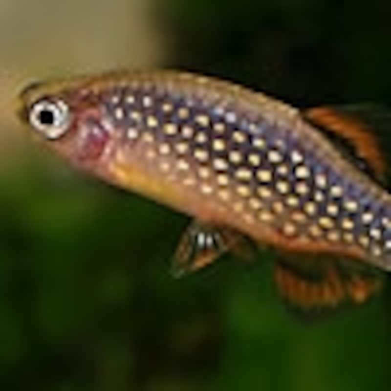 ミクロラスボラ・ハナビ