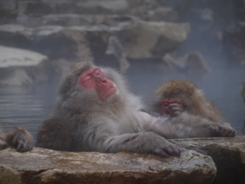 野猿公苑のサル