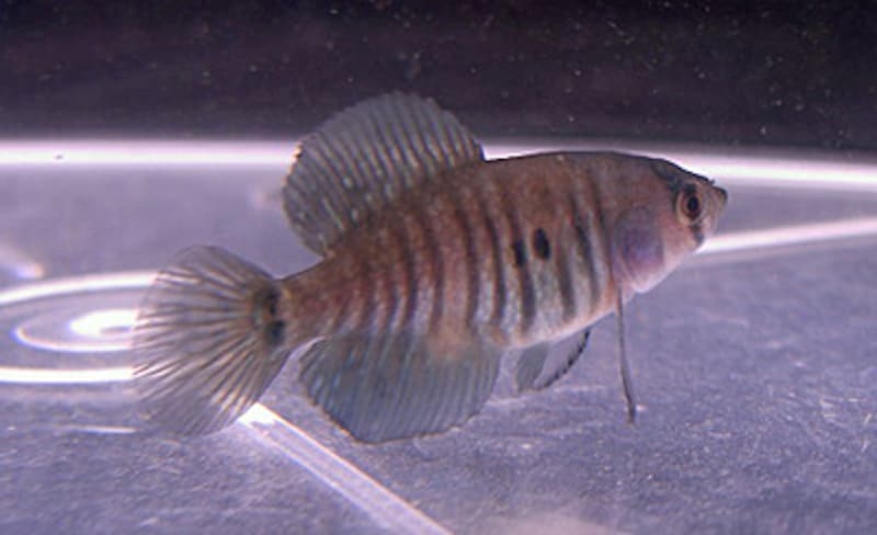 アウストロレビアス アドロフィ