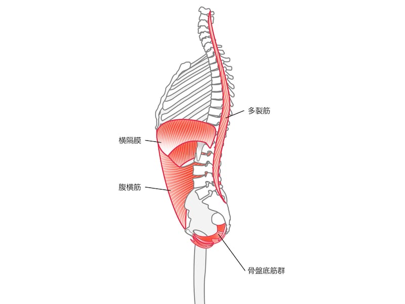 正しい姿勢はインナーマッスルを使う