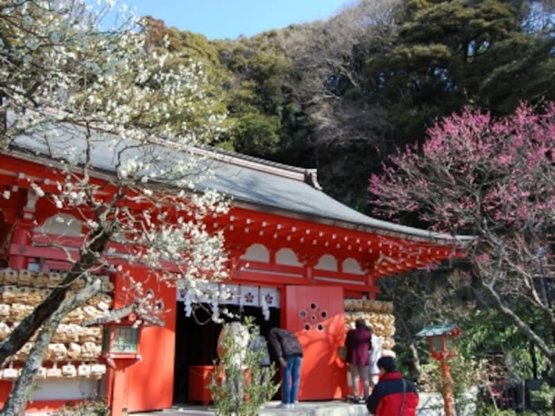 紅白の梅が咲く荏柄天神社