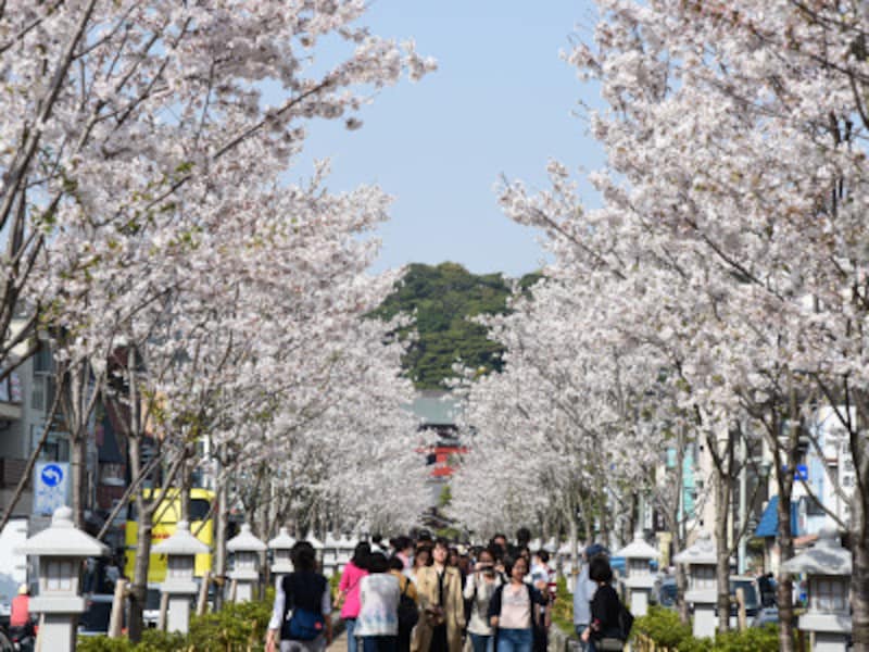 段葛の桜。2016年春には、段葛の桜並木の植替え工事が完了し、以後は毎年、若木が見事に花を咲かせています