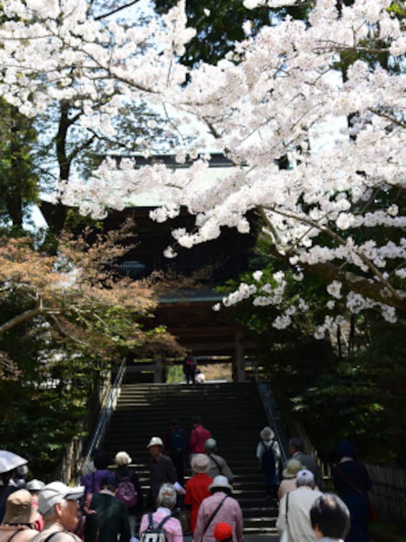 円覚寺門前の桜