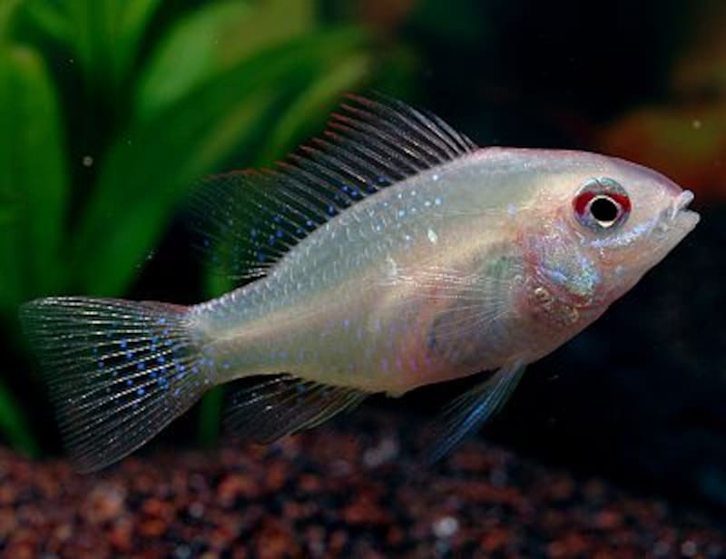 ミクロゲオファーガス・ラミレジー(ゴールデン) Mikrogeophagus ramirezi