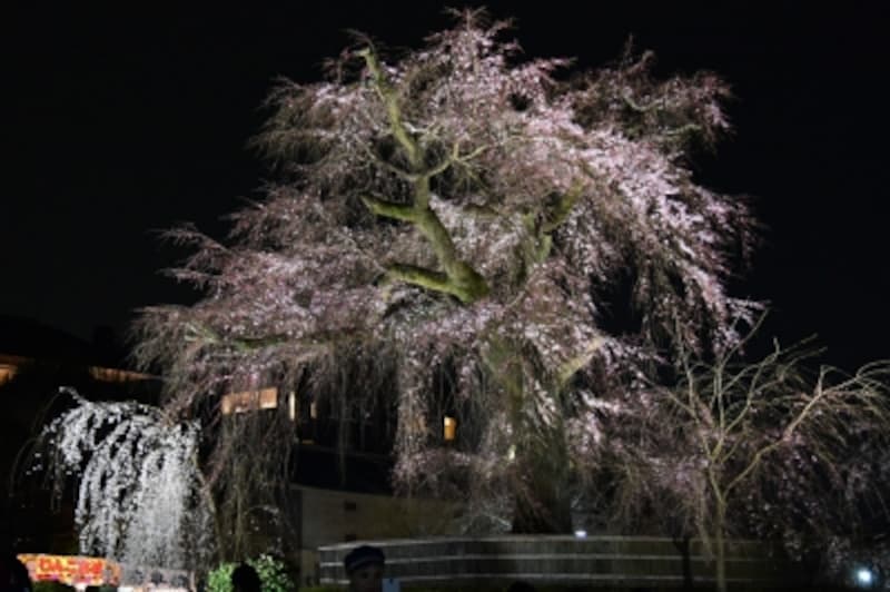 ライトアップされた「祗園の夜桜」