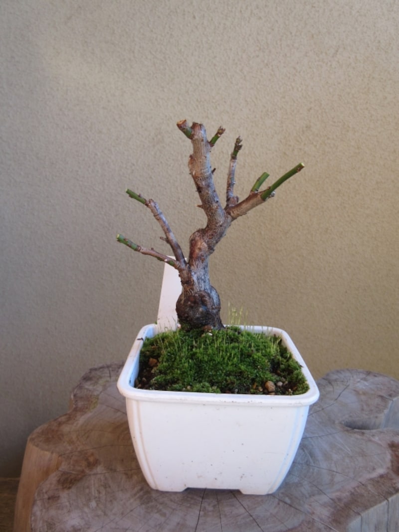 同じ要領で切る