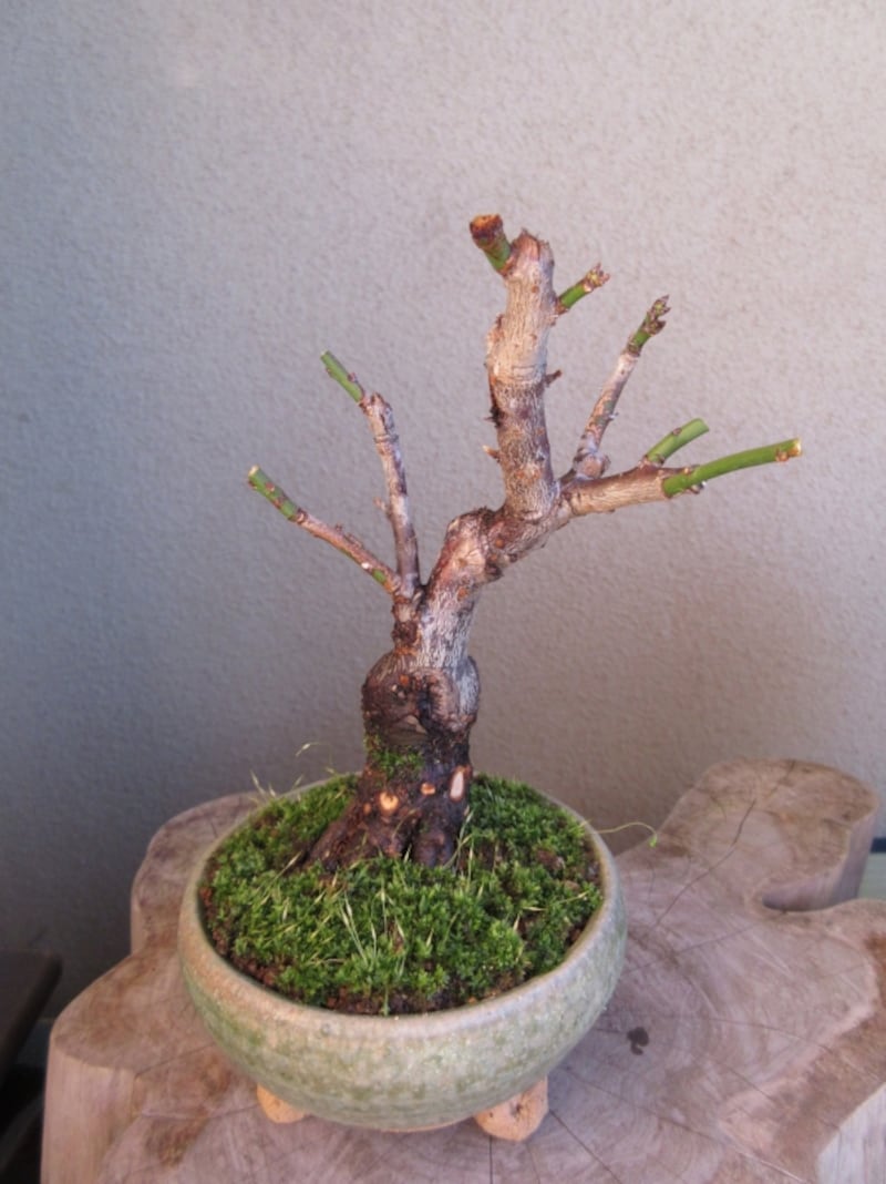 人生の始まり！