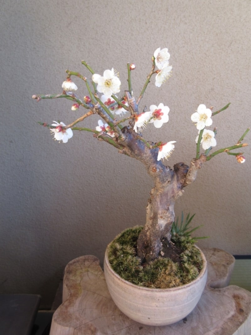 冬至梅と花セキショウの盆栽