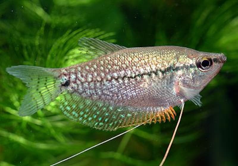 パールグラミー(若魚)