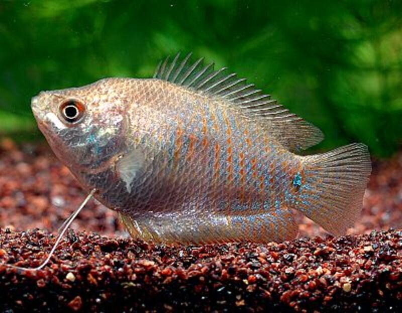 ドワーフグラミー