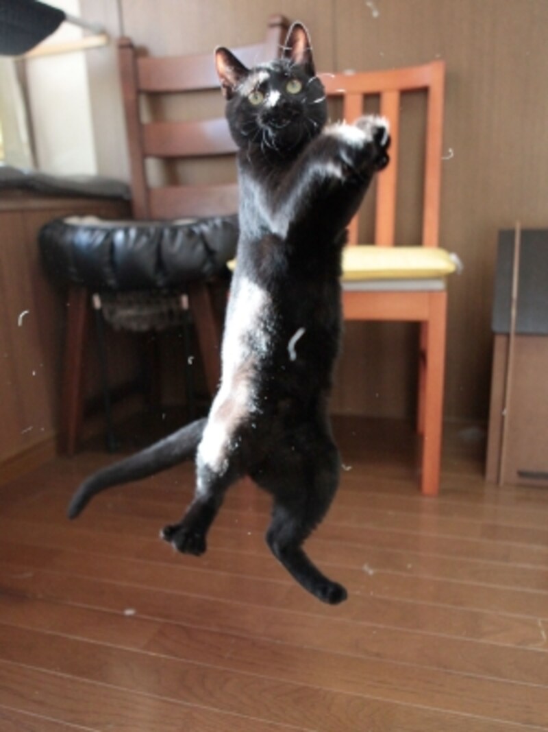 遊びですが本気です!