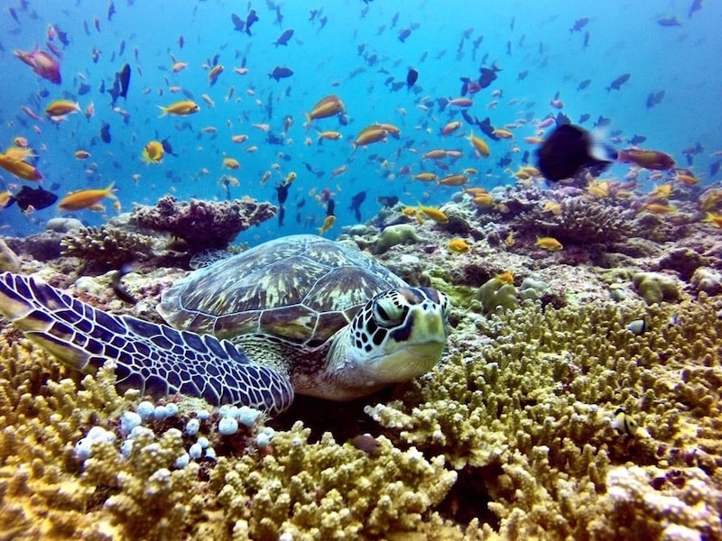バア環礁の海の中はこの美しさ！ 写真提供：アミラフシダイビングセンター