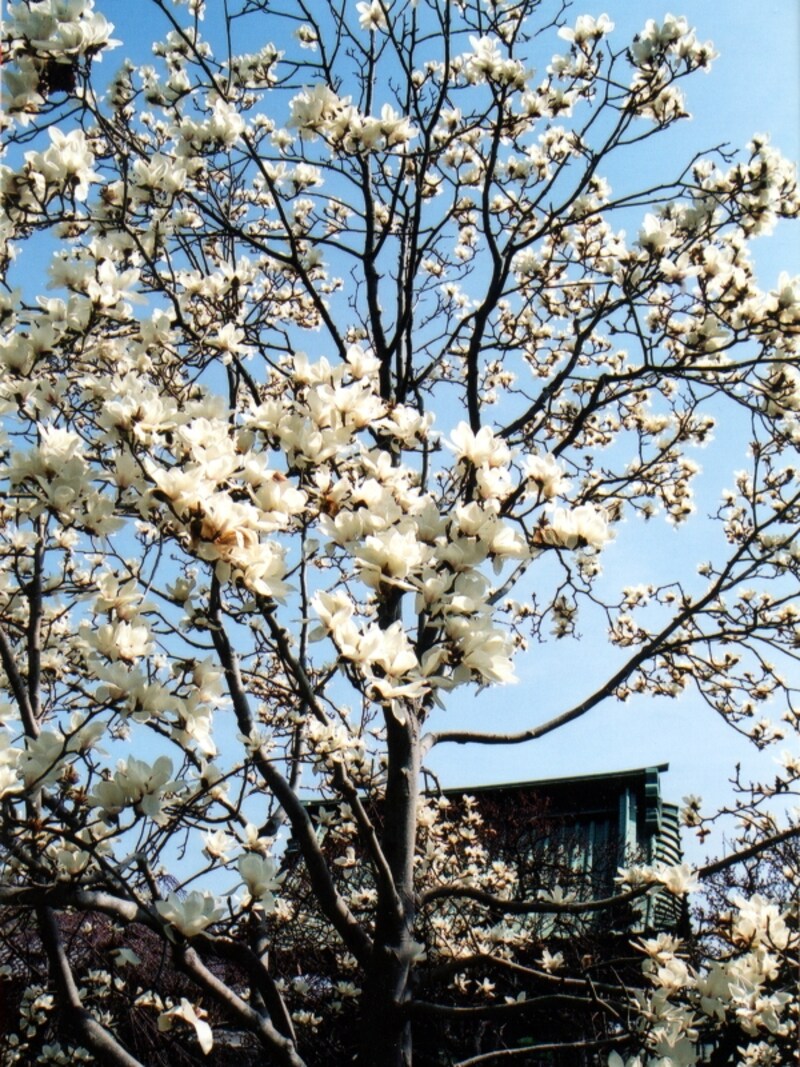 ハクモクレンの花