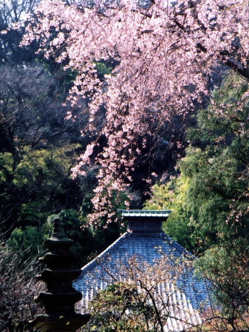 光則寺の門に見事にしだれかかるしだれ桜