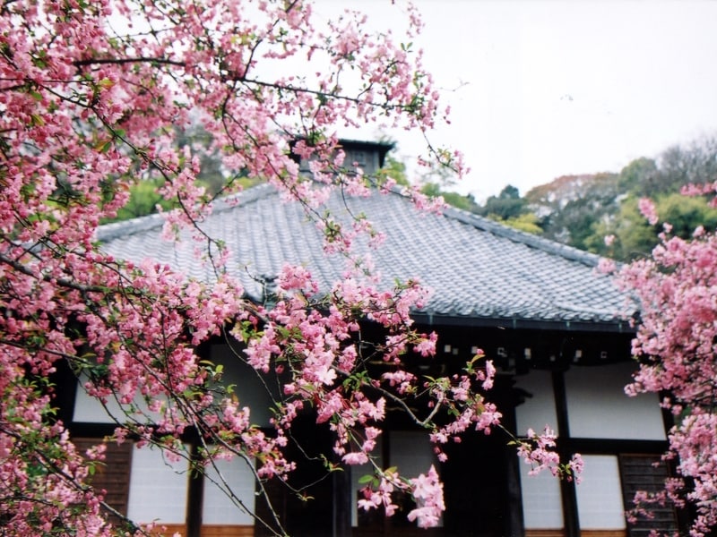 カイドウ咲く光則寺