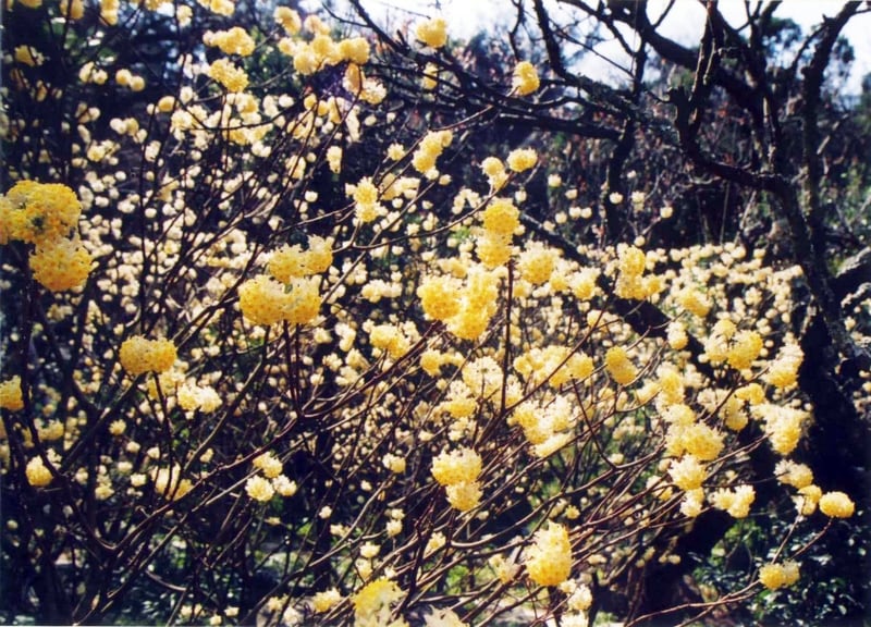 早春に咲くミツマタ